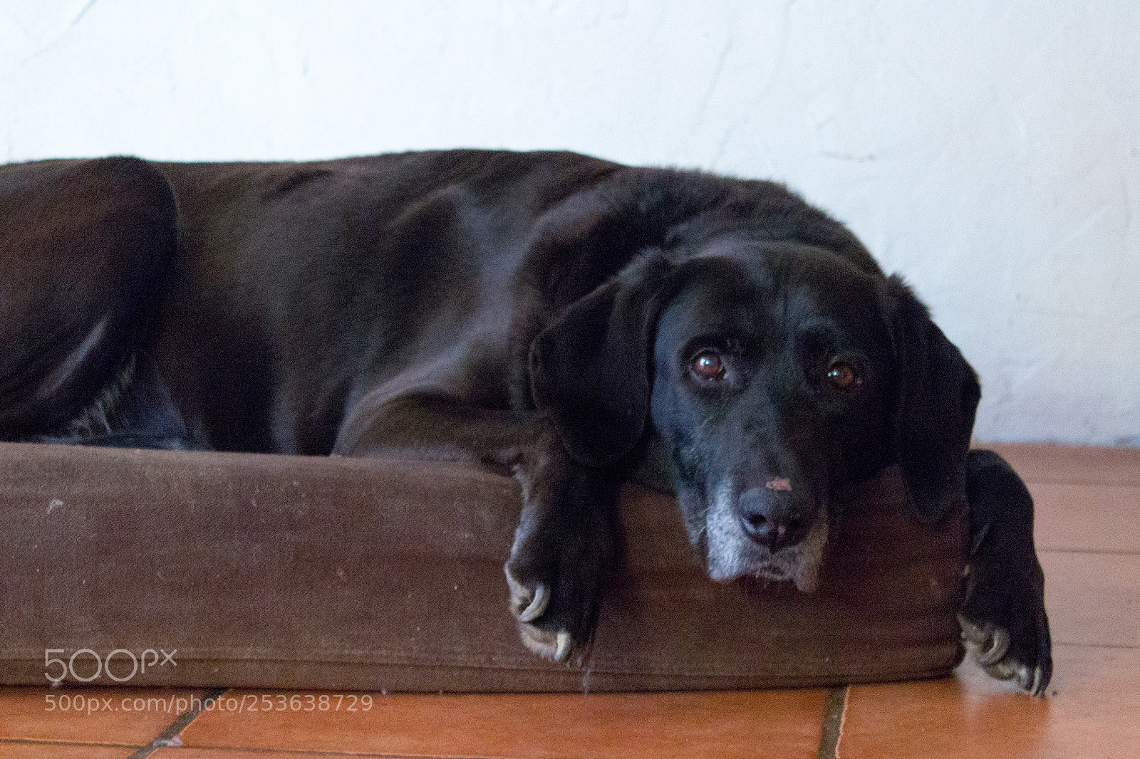 Canon EOS 100D (EOS Rebel SL1 / EOS Kiss X7) sample photo. Dog photography