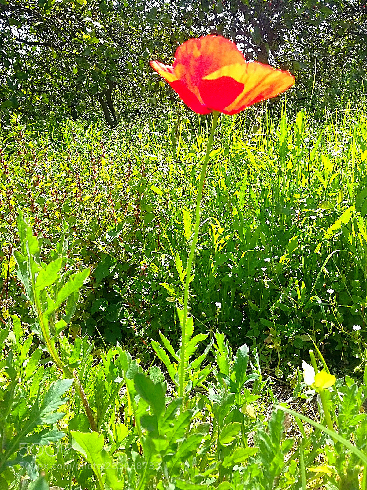 Samsung Galaxy Grand Prime sample photo. Poppy in the sicilian photography