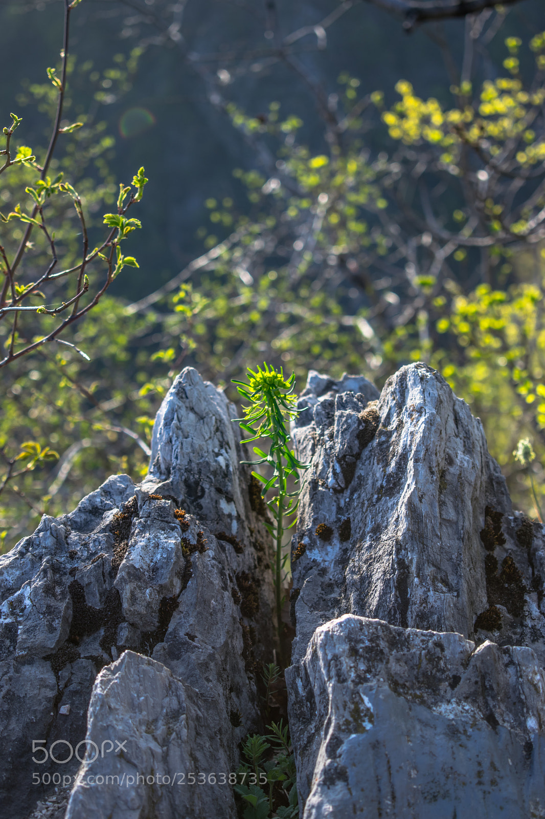 Nikon D5300 sample photo. 2 photography
