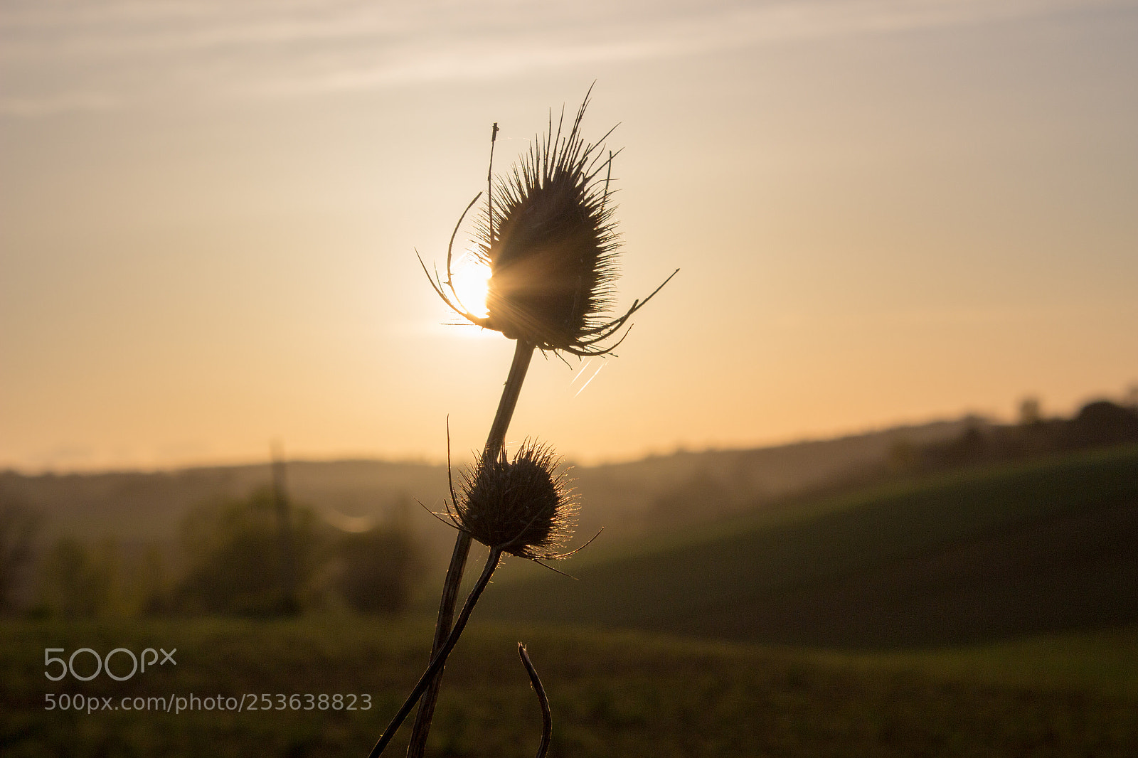 Canon EOS 100D (EOS Rebel SL1 / EOS Kiss X7) sample photo. Sunset flower photography