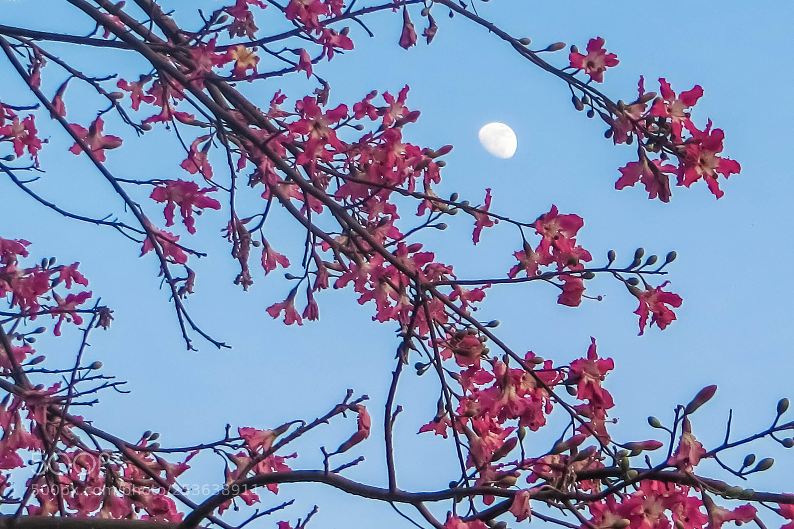 Canon PowerShot SX240 HS sample photo. 花好月缺 photography
