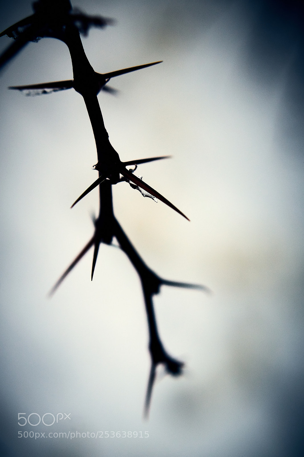 Sony ILCA-77M2 sample photo. Thorn photography