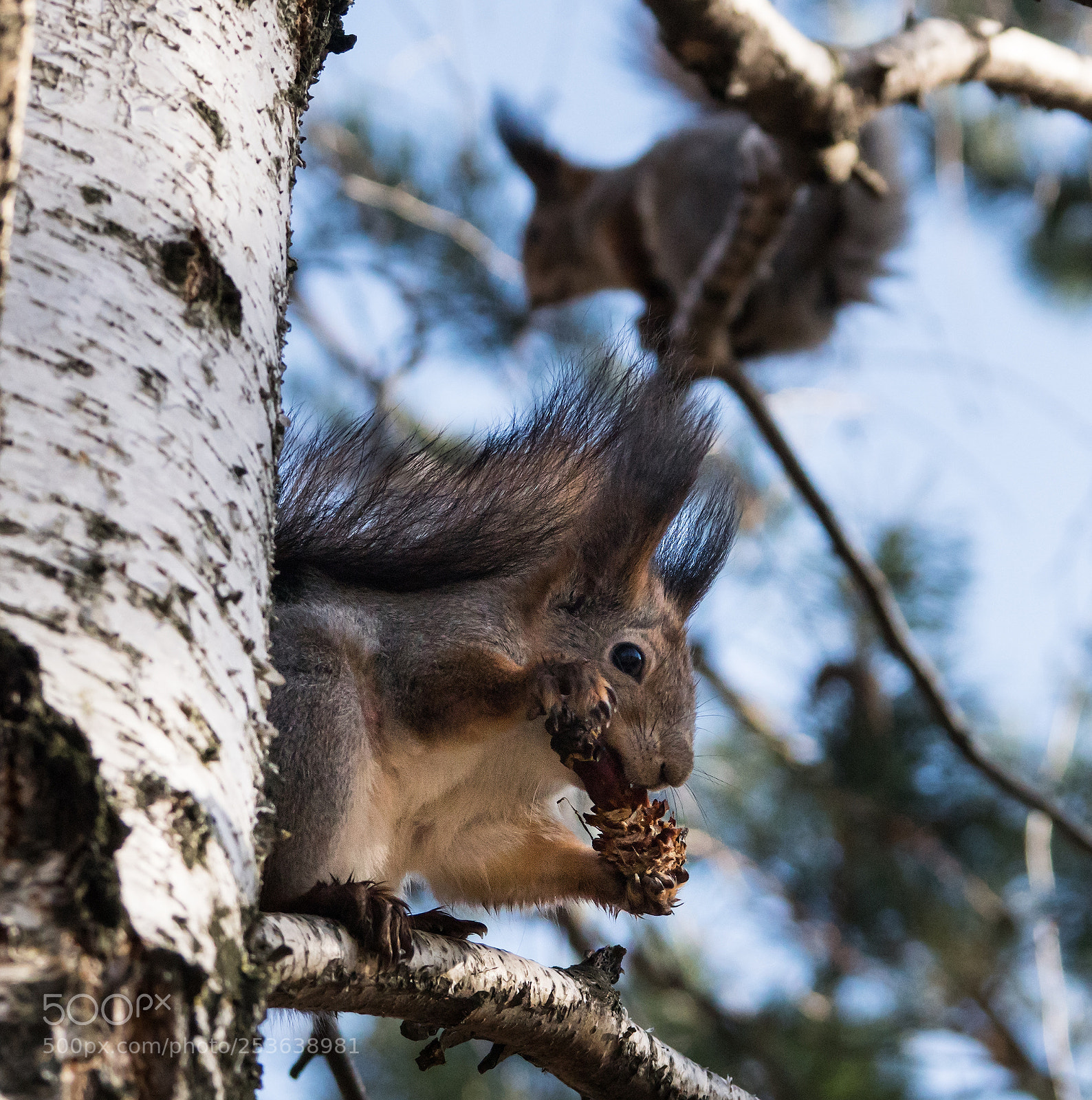 Sony ILCA-77M2 sample photo. Really tasty pinecone photography