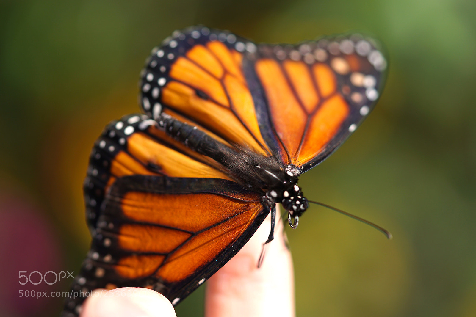 Sony a6300 sample photo. Macro photo of butterfly photography