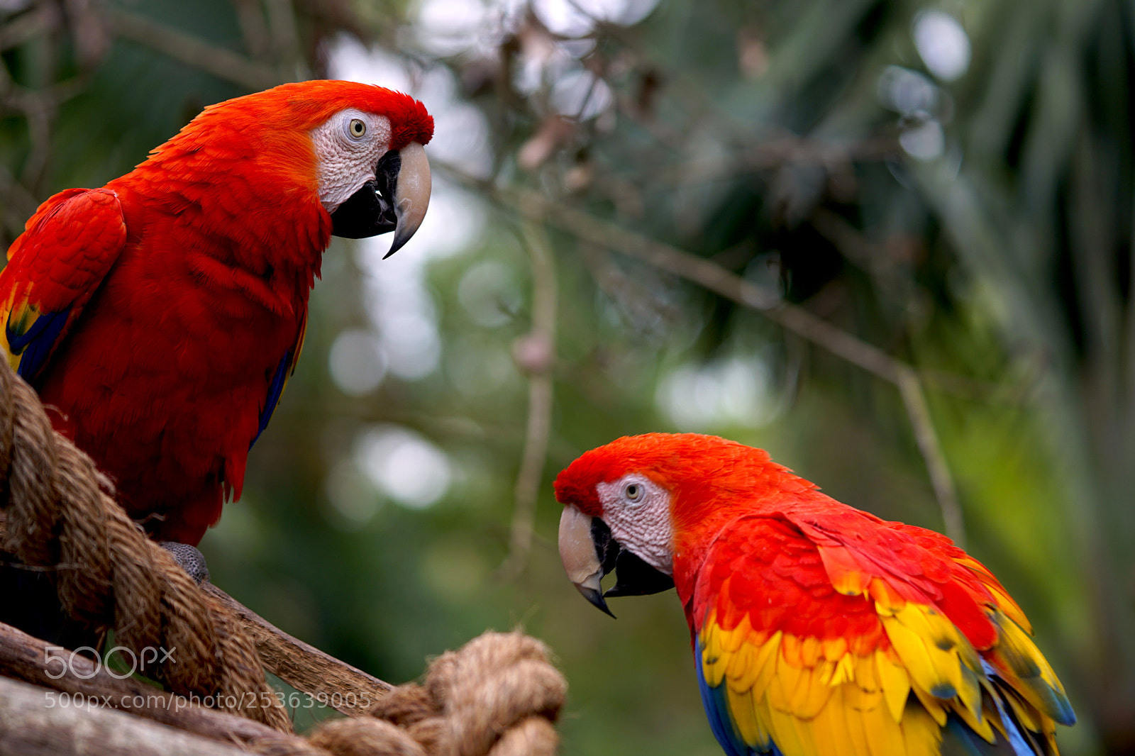 Sony a6300 sample photo. Pair of macaw parrots photography
