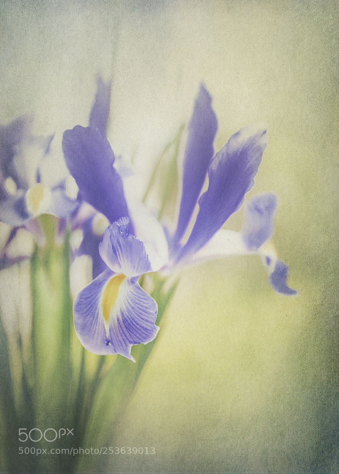 Nikon D600 sample photo. Blue iris photography