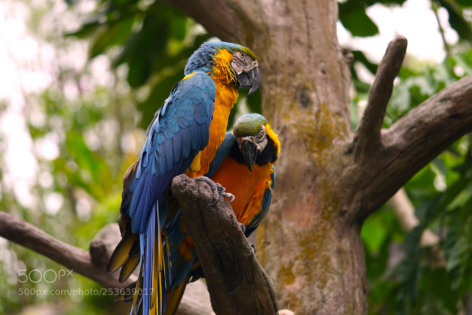 Sony a6300 sample photo. Pair of macaw parrots photography
