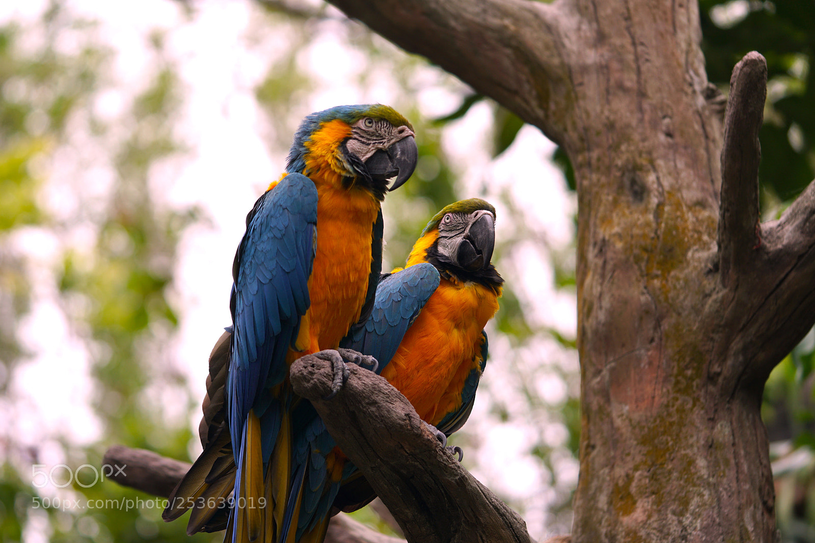 Sony a6300 sample photo. Pair of macaw parrots photography