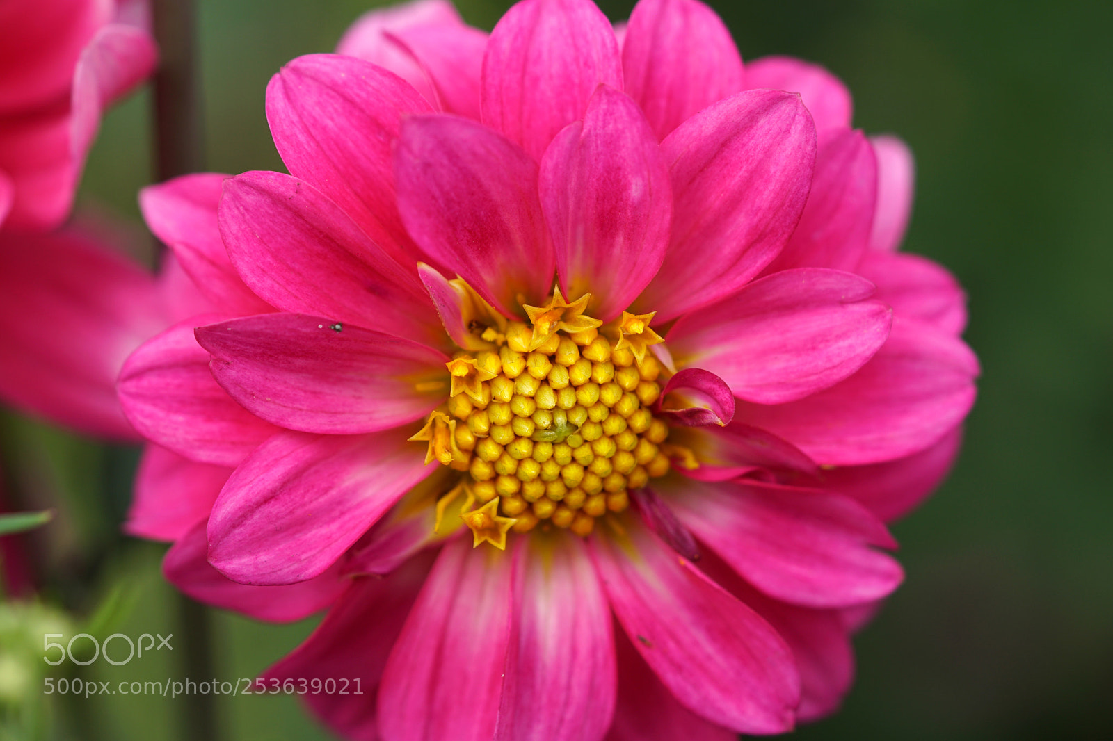 Sony a6300 sample photo. Macro photo of pink photography
