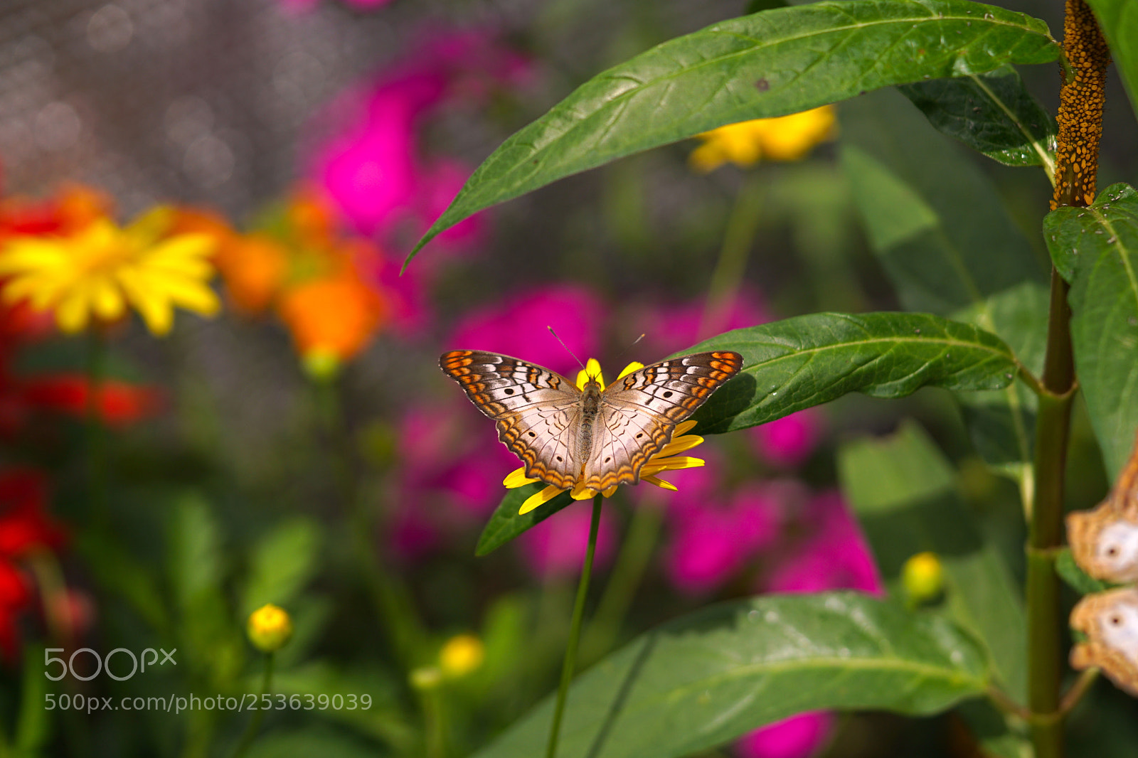 Sony a6300 sample photo. Macro photo of butterfly photography