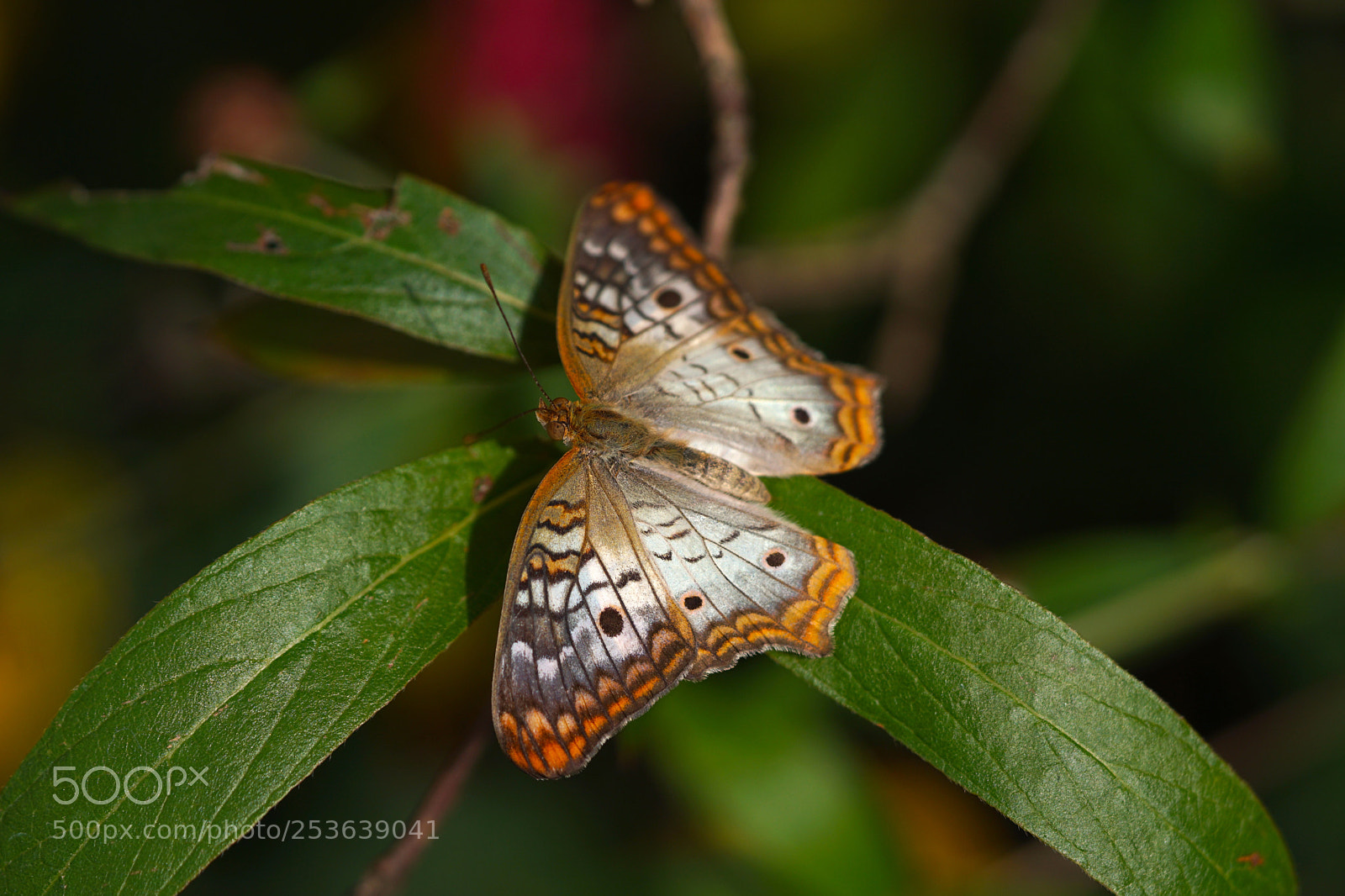 Sony a6300 sample photo. Macro photo of butterfly photography
