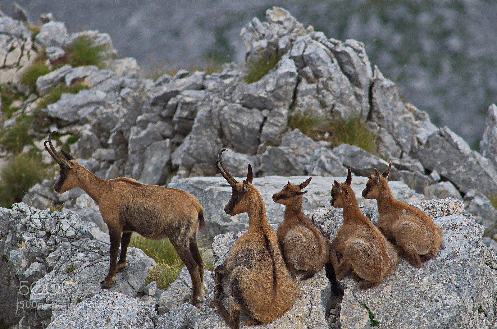 Pentax K-50 sample photo. Chamois abruzzese 5 photography