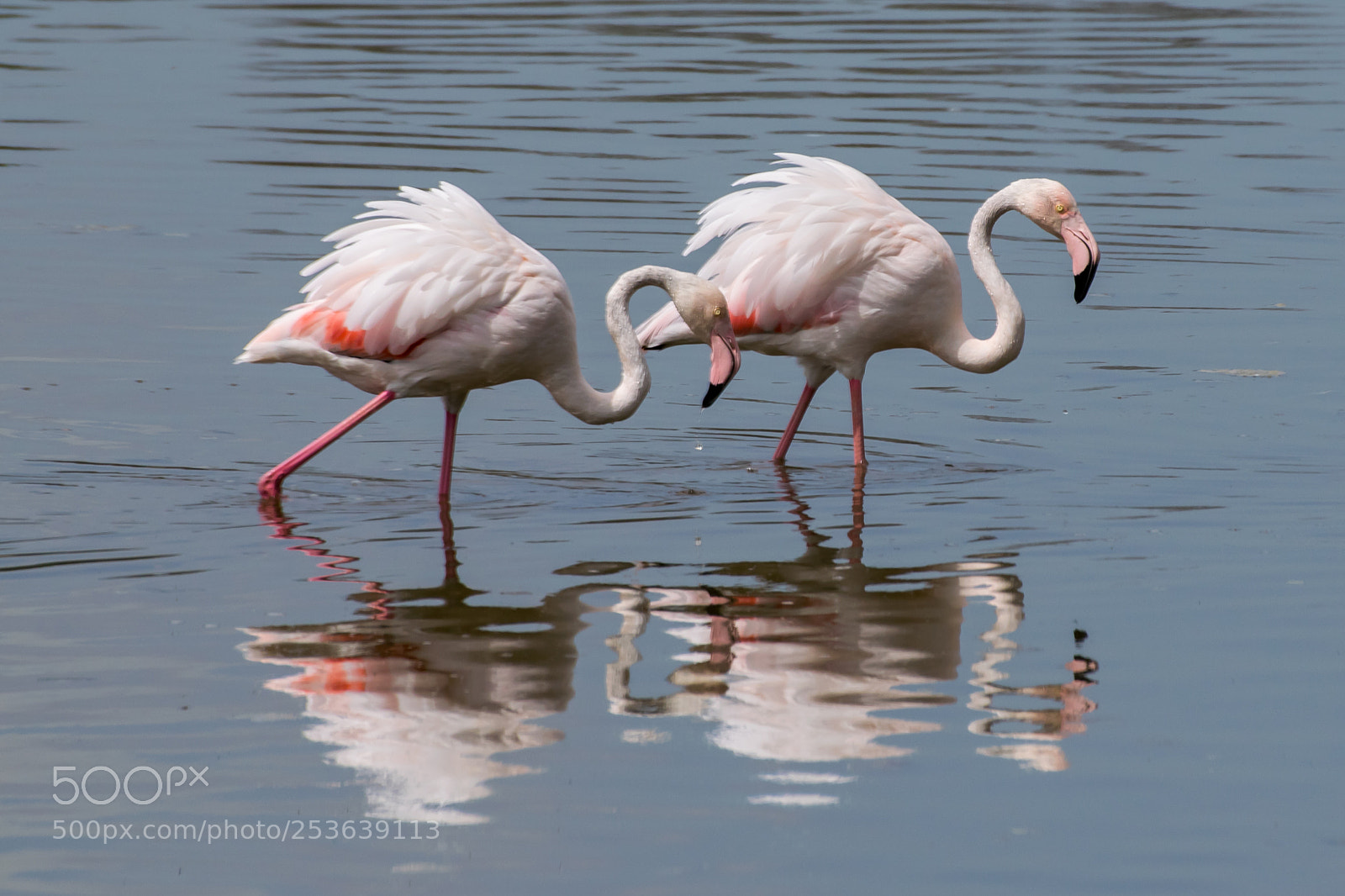 Nikon D3300 sample photo. Flamencos en la albufera photography