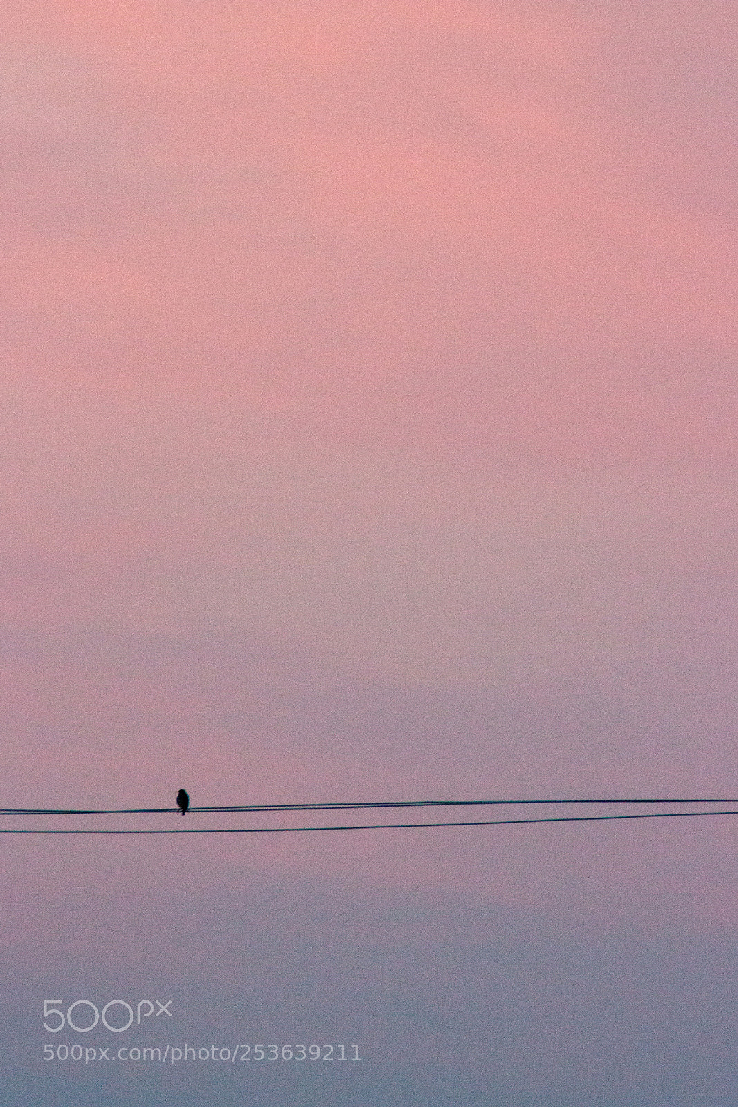 Canon EOS 100D (EOS Rebel SL1 / EOS Kiss X7) sample photo. Bird on a cable photography