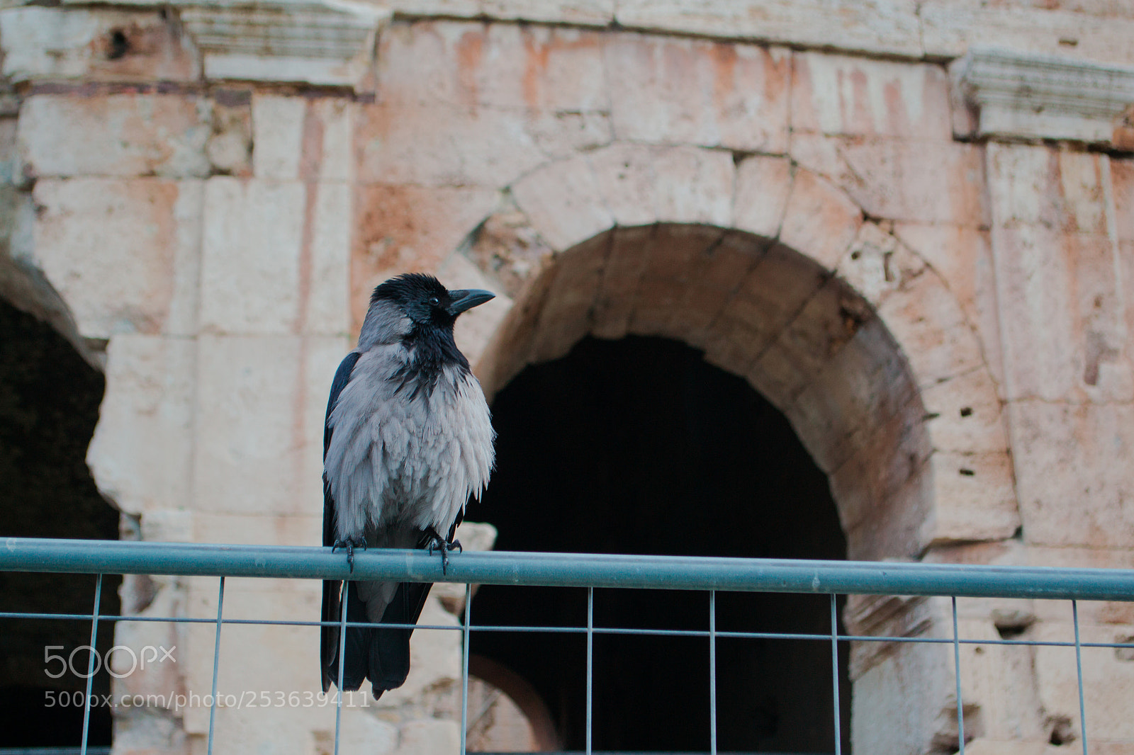 Nikon D3100 sample photo. Crow in rome photography