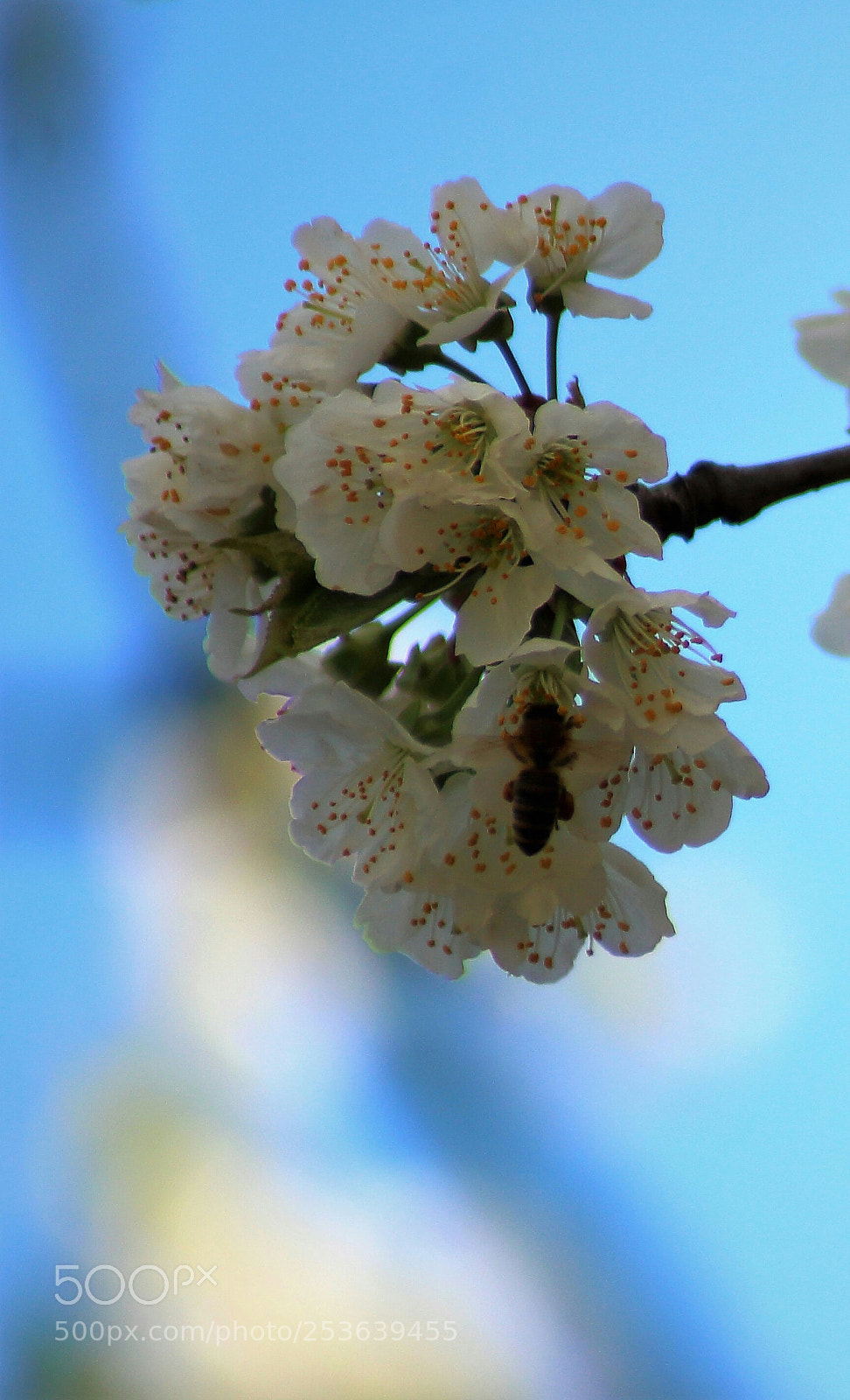 Canon EOS 1200D (EOS Rebel T5 / EOS Kiss X70 / EOS Hi) sample photo. Ciliegio in fiore  photography