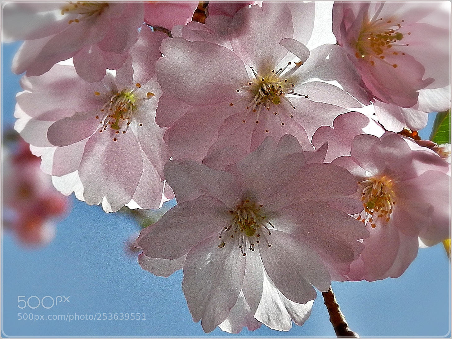 Nikon Coolpix P500 sample photo. Cherry blossoms photography