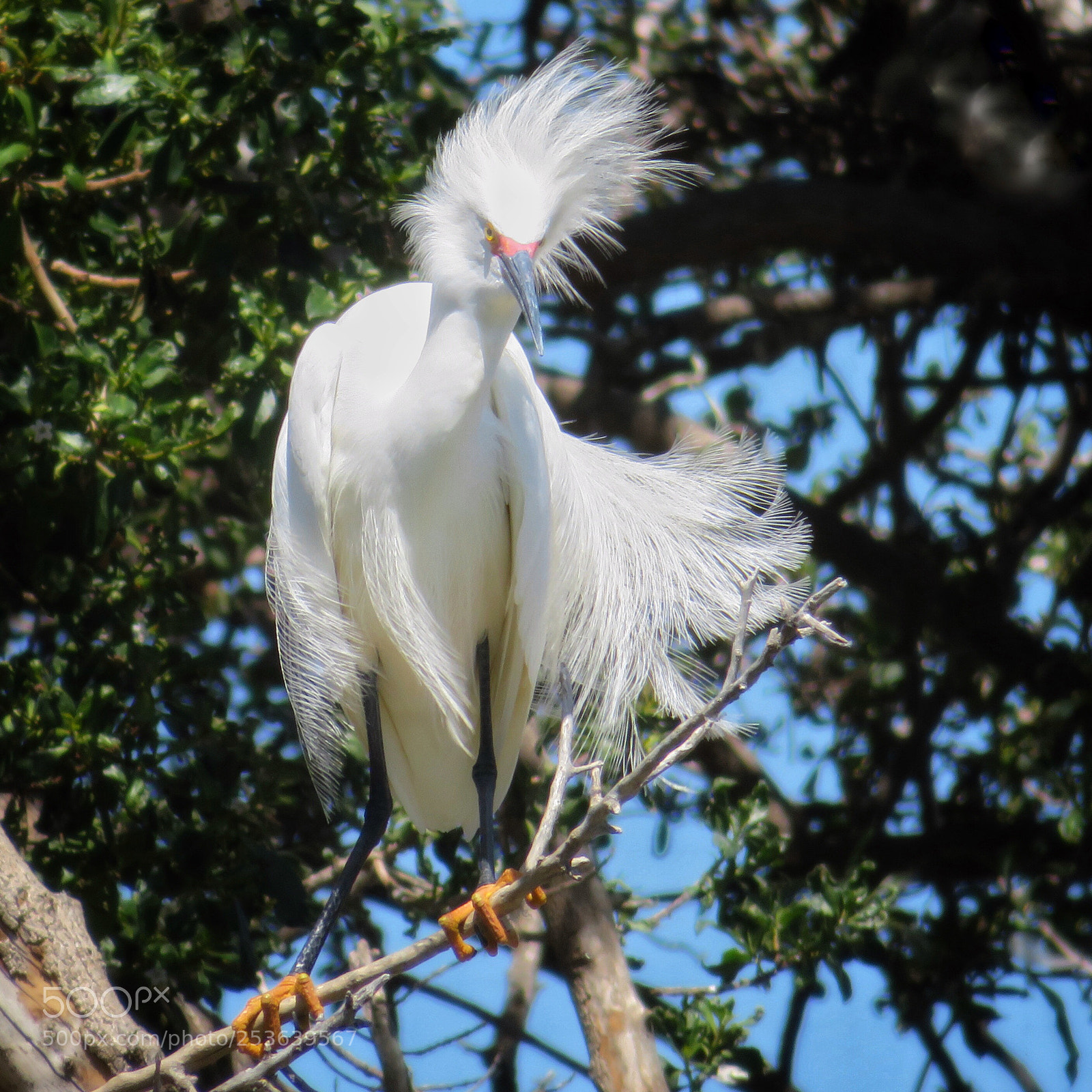 Canon PowerShot SX720 HS sample photo. Bad hair day photography