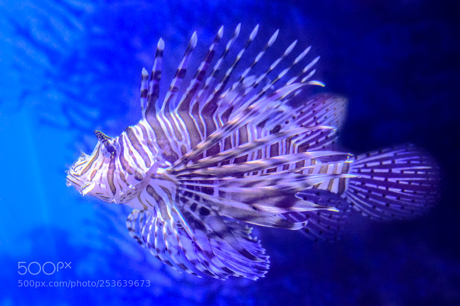 Canon EOS 550D (EOS Rebel T2i / EOS Kiss X4) sample photo. Red lion fish photography