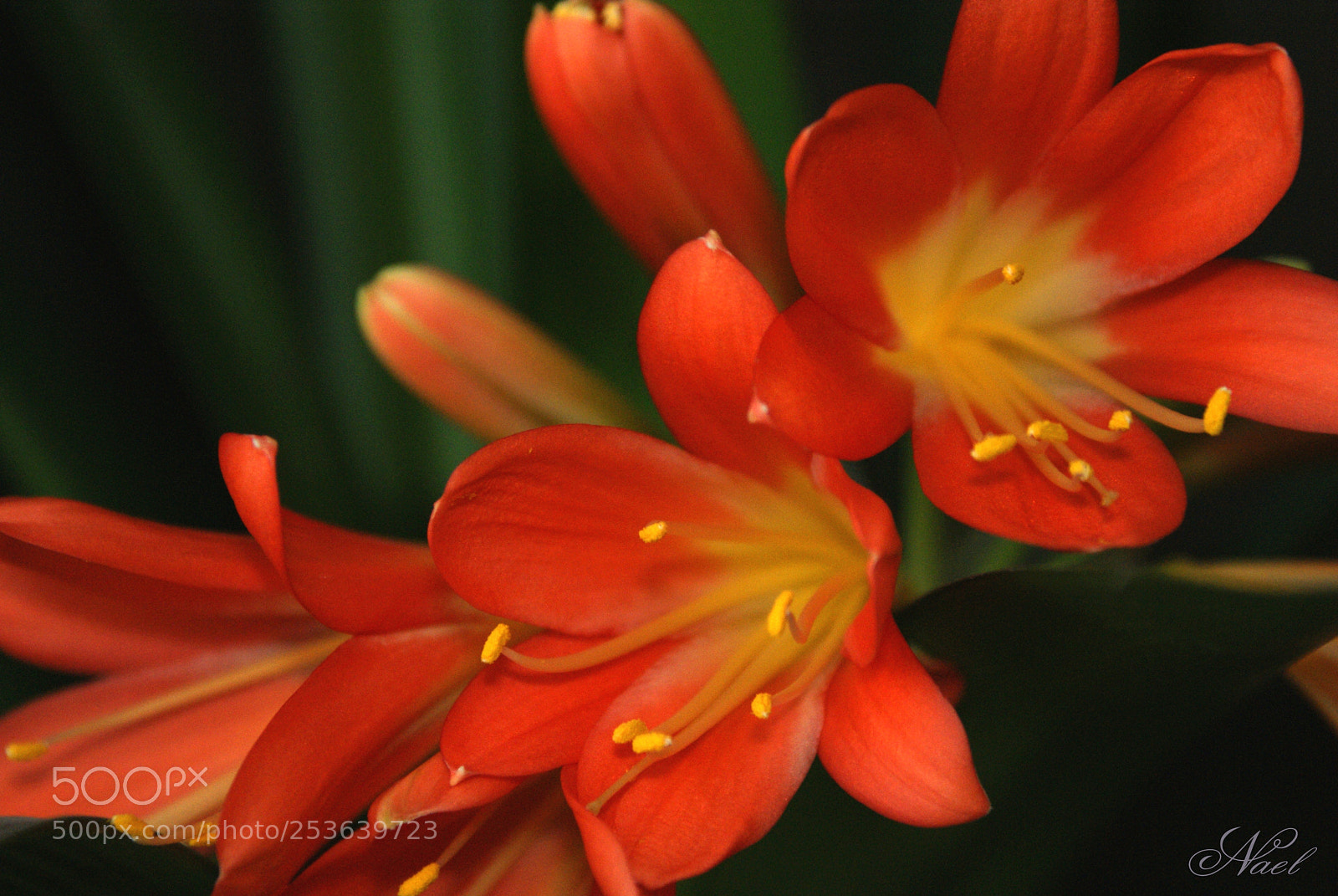 Sony DT 18-70mm F3.5-5.6 sample photo. Easter beauty photography