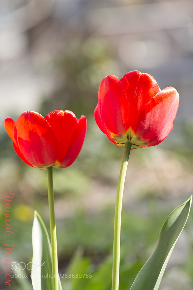 Canon EOS 700D (EOS Rebel T5i / EOS Kiss X7i) sample photo. Tulips photography