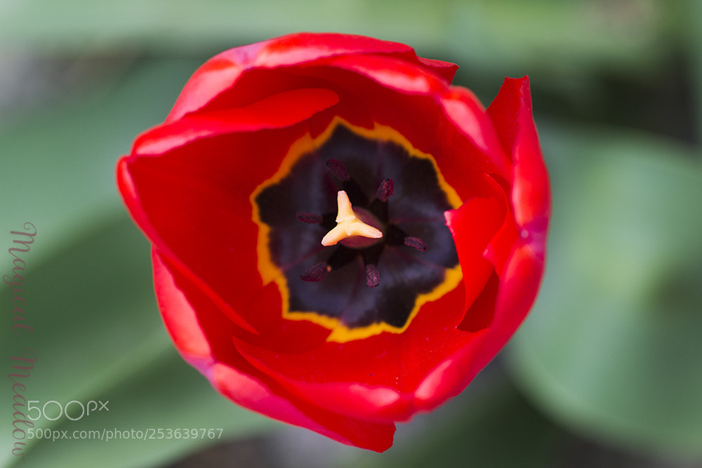 Canon EOS 700D (EOS Rebel T5i / EOS Kiss X7i) sample photo. Tulip photography