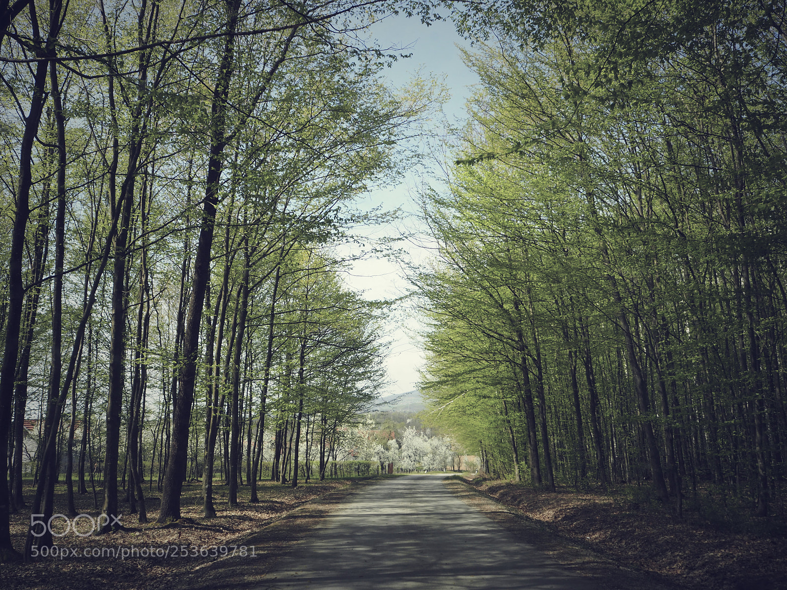 Olympus OM-D E-M10 II sample photo. Forest road photography