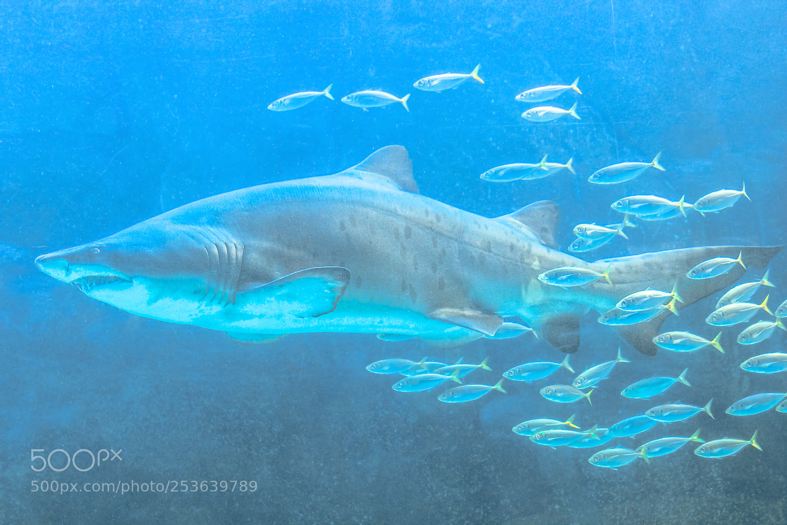 Canon EOS 550D (EOS Rebel T2i / EOS Kiss X4) sample photo. Great white shark photography