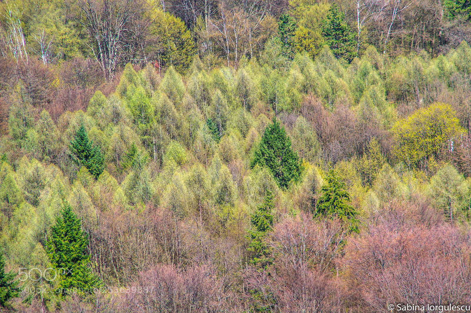 Nikon D3100 sample photo. Shape of you photography