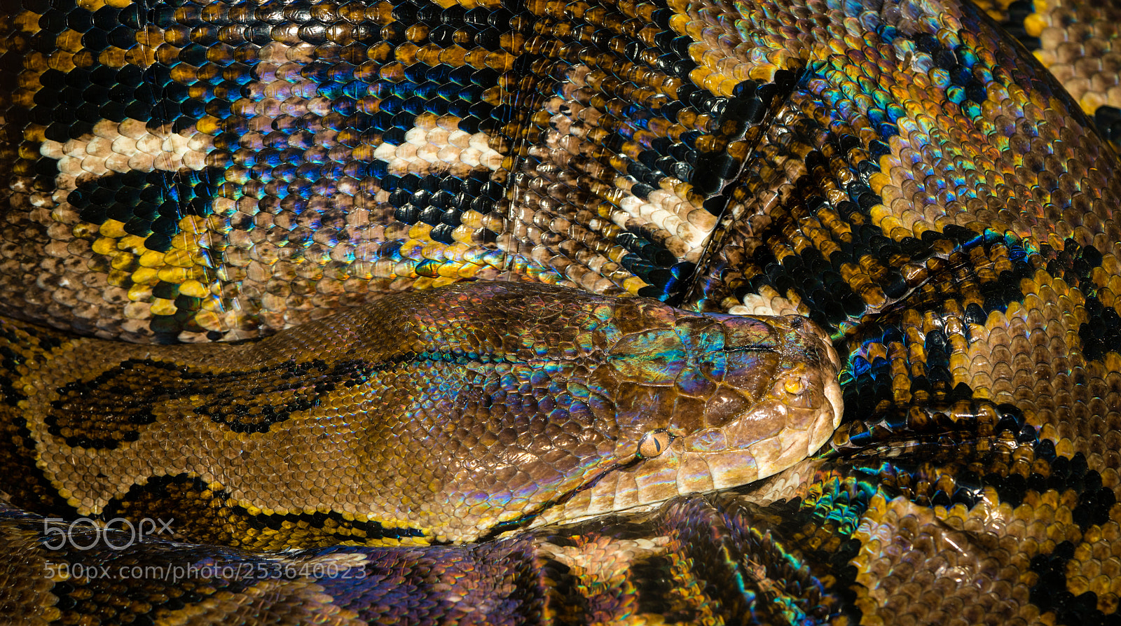 Sony a7R II sample photo. Anaconda raindow scales photography