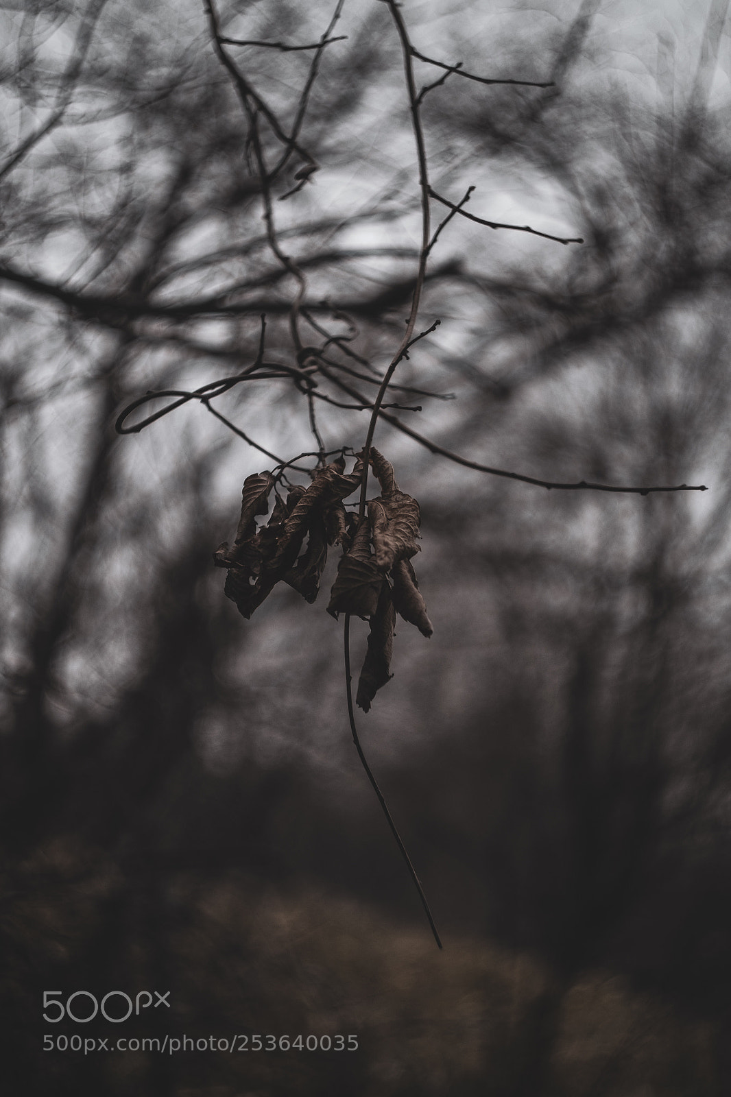 Fujifilm X-T1 sample photo. Last leaf photography