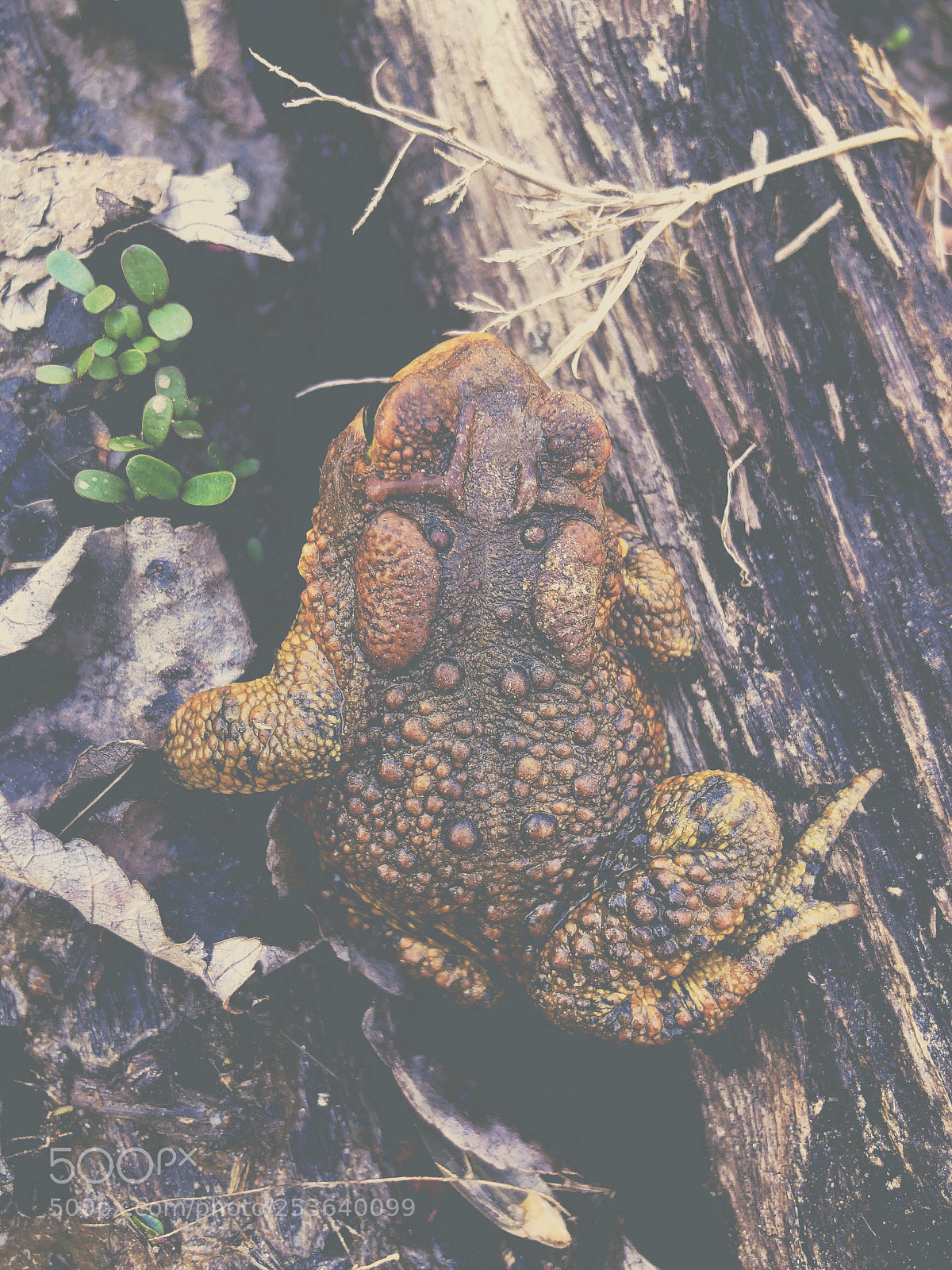 Apple iPhone 8 Plus sample photo. Frog photography
