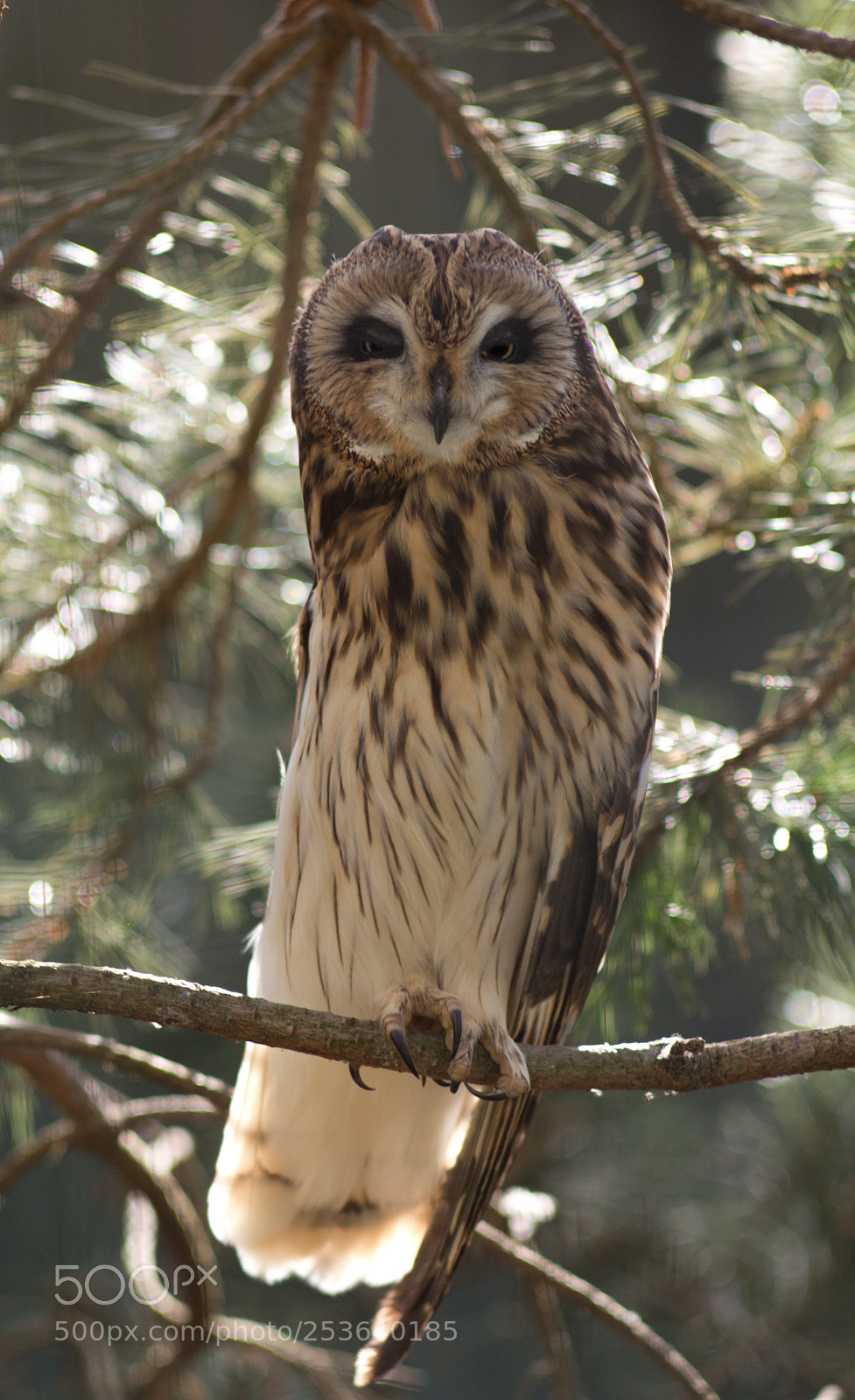 Canon EOS 60D sample photo. Owl (strix uralensis?) photography