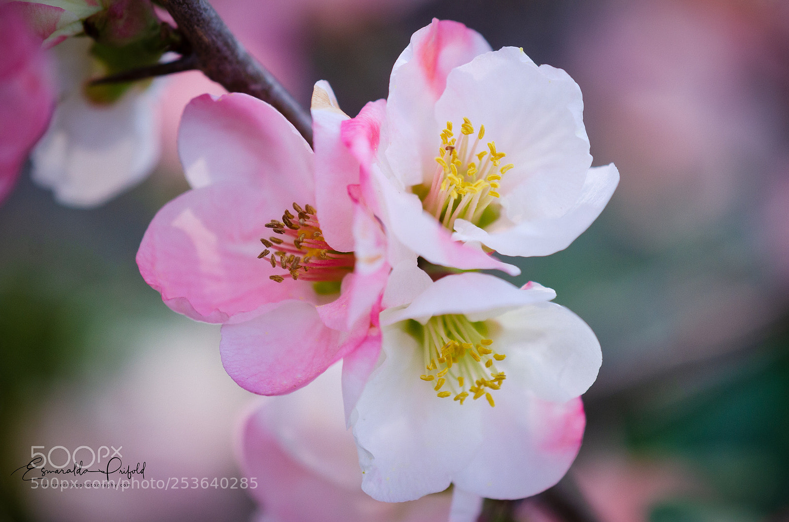 Nikon D7000 sample photo. Pink blossoms... photography