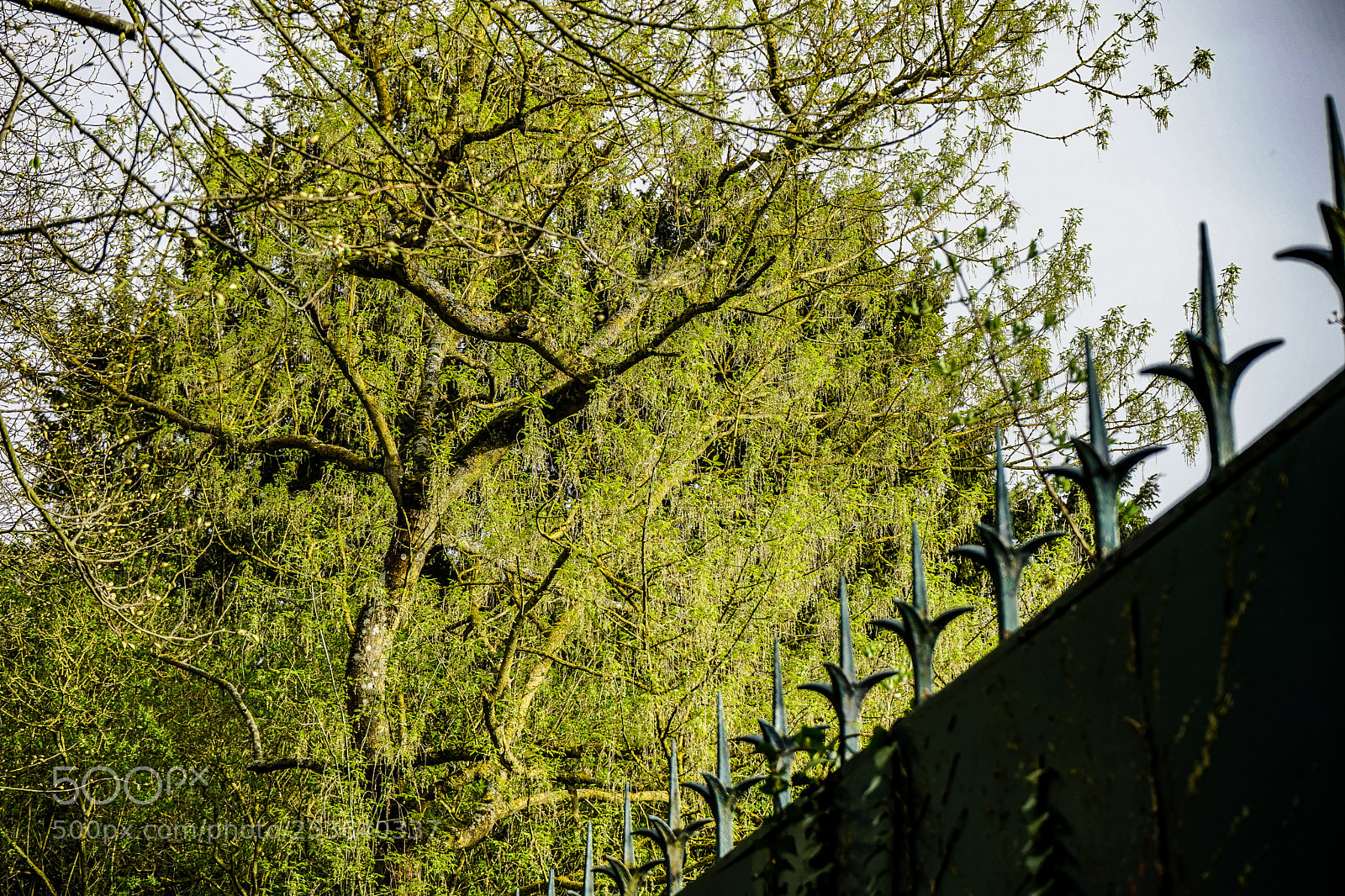 Sony a7 sample photo. Untitled photography