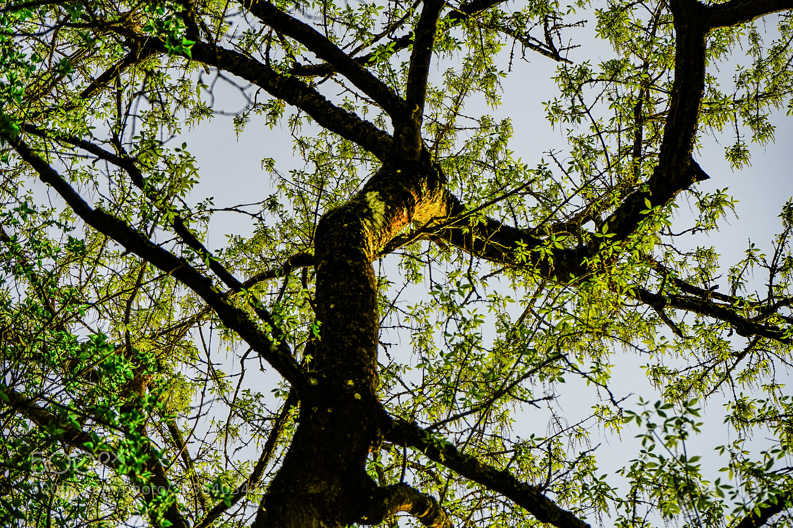 Sony a7 sample photo. Untitled photography
