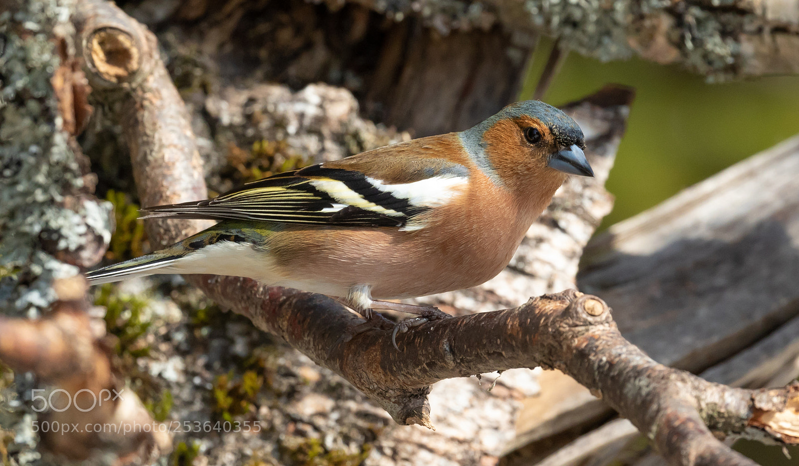 Canon EOS 7D Mark II sample photo. Common chaffinch photography