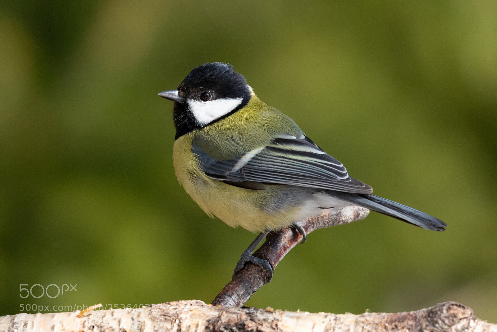 Canon EOS 7D Mark II sample photo. Great tit photography