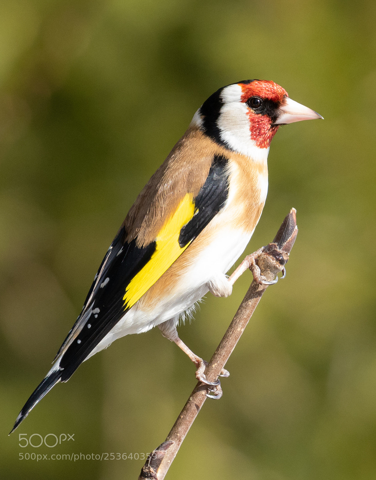 Canon EOS 7D Mark II sample photo. European goldfinch photography