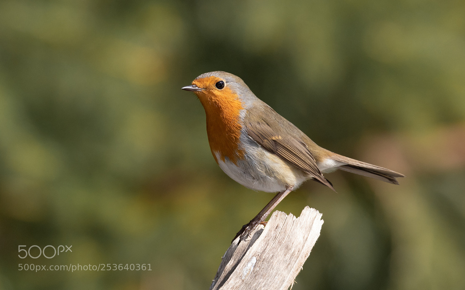 Canon EOS 7D Mark II sample photo. European robin photography