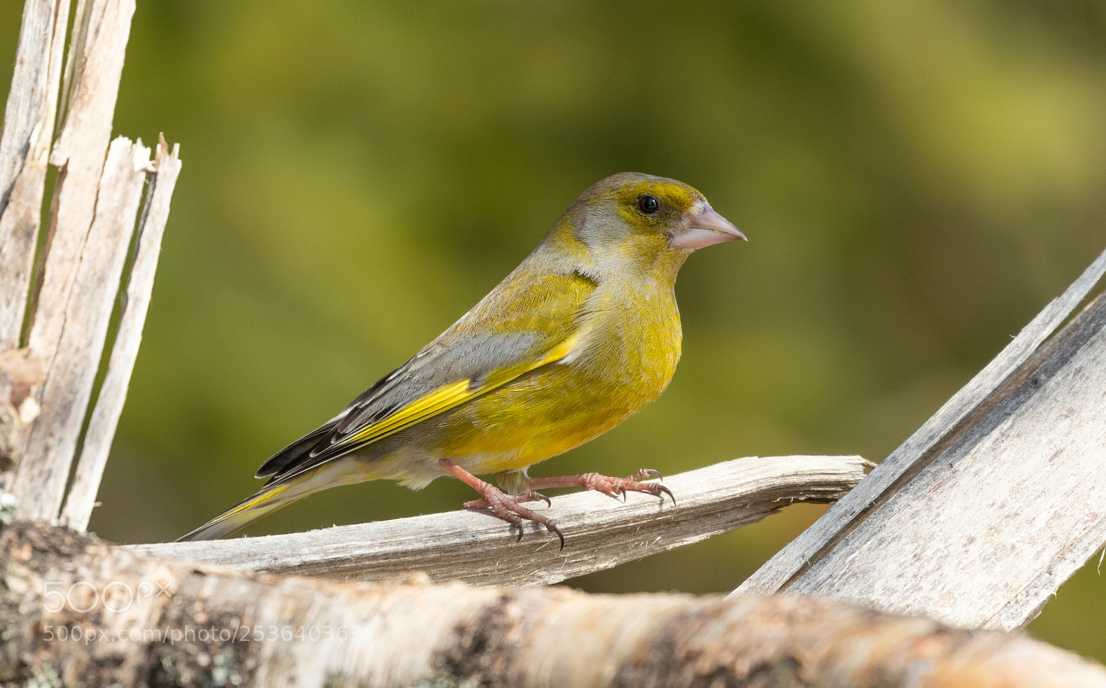Canon EOS 7D Mark II sample photo. European greenfinch photography