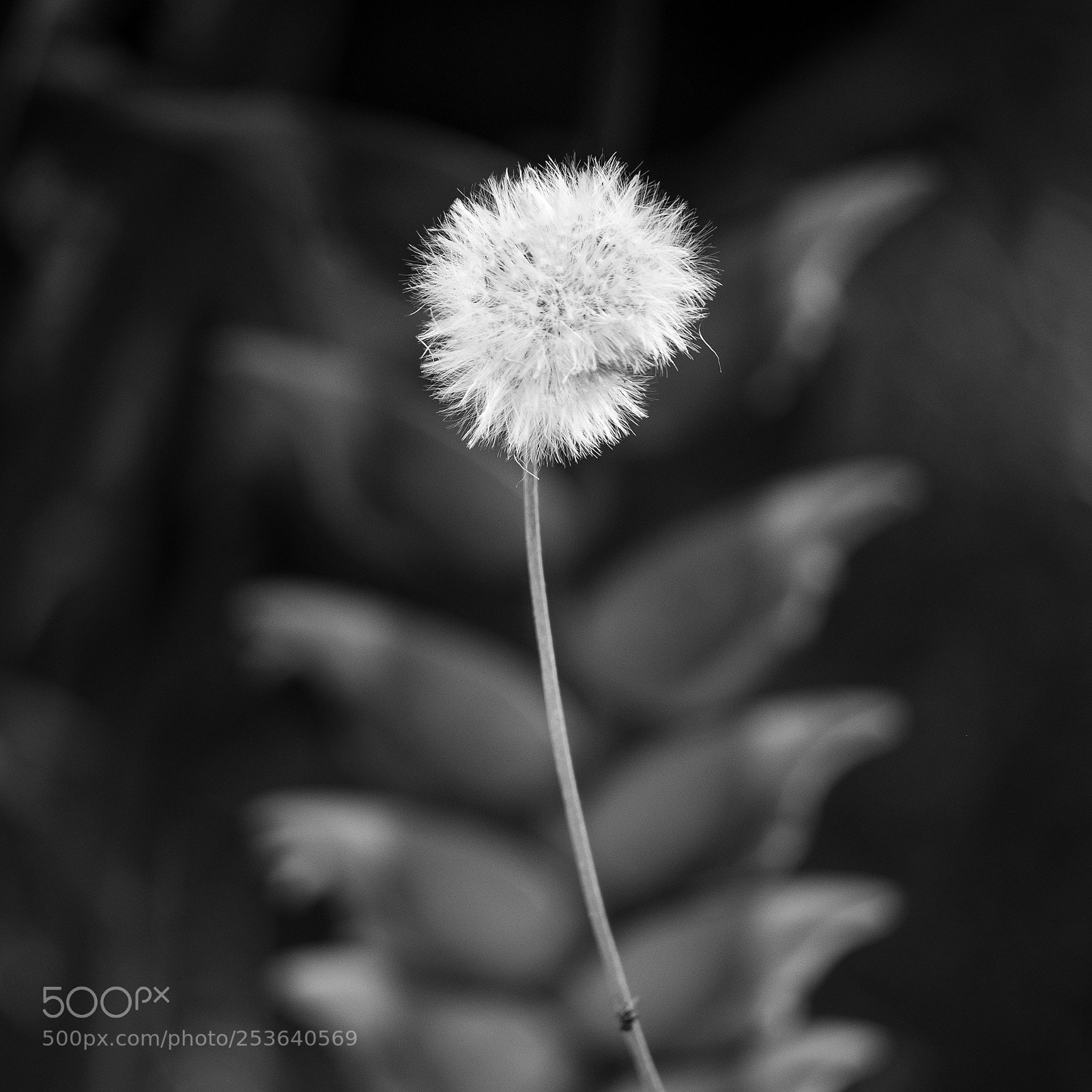 Fujifilm X-Pro2 sample photo. Fluffy fluffy photography