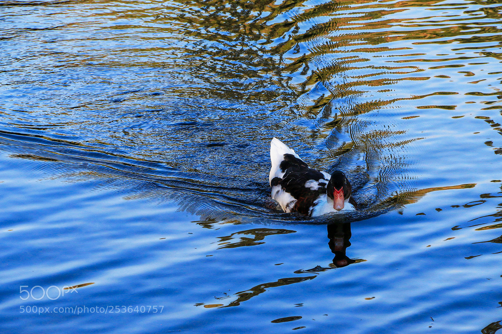 Canon EOS 70D sample photo. Grooves in the water photography