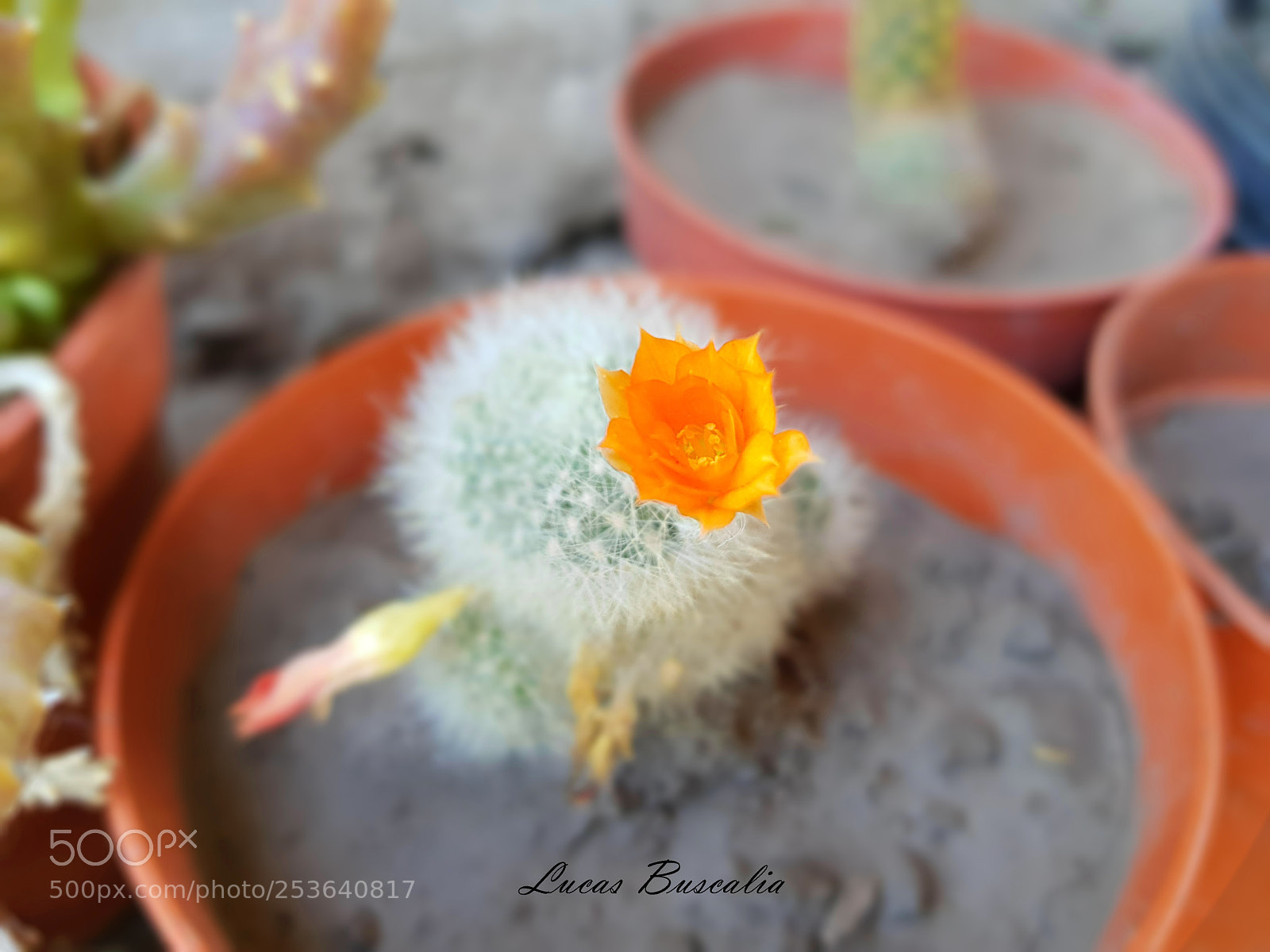 Samsung Galaxy S8+ sample photo. Flor decaptus photography