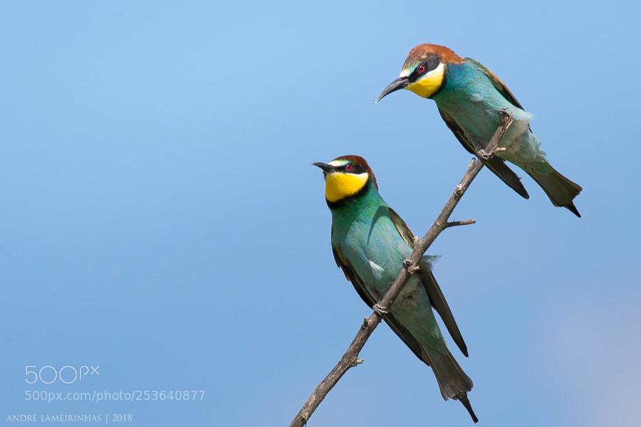 Nikon D5300 sample photo. Abelharuco (merops apiaster) | bee-eater photography