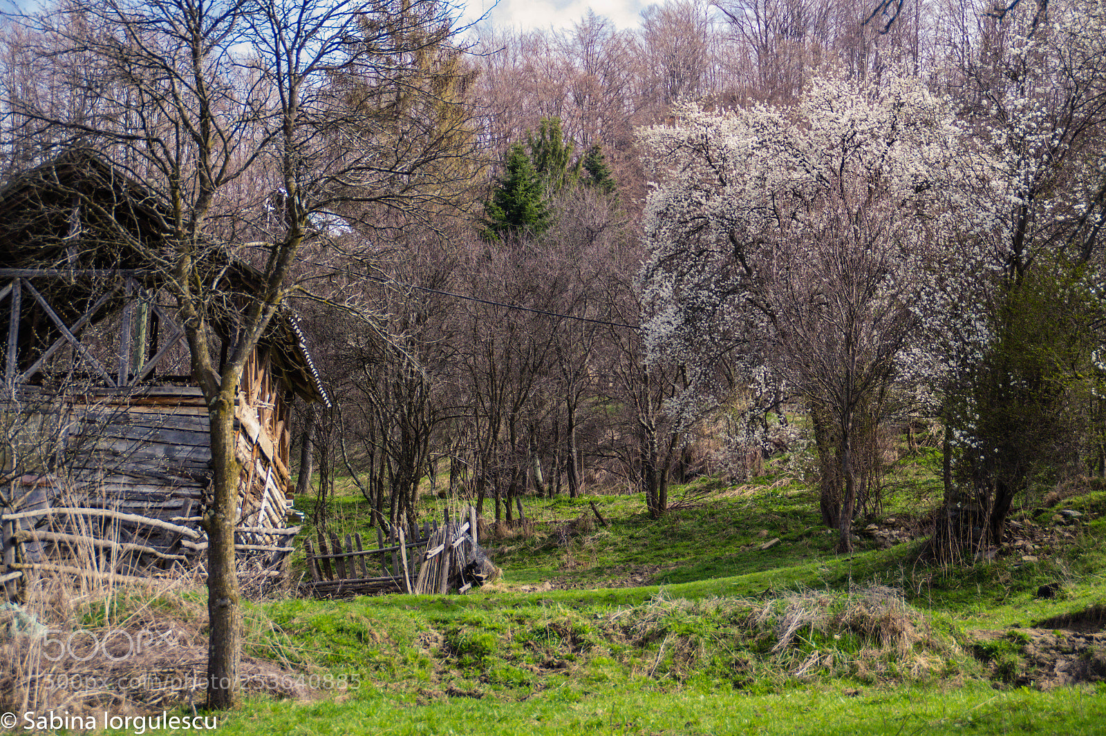 Nikon D3100 sample photo. Spring photography