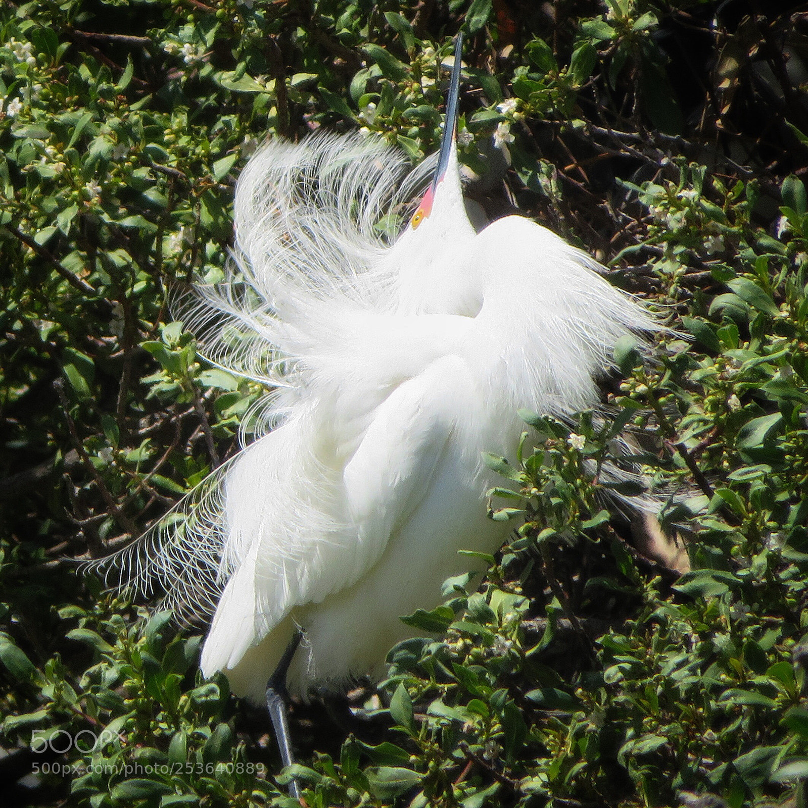 Canon PowerShot SX720 HS sample photo. Calling all suitors photography