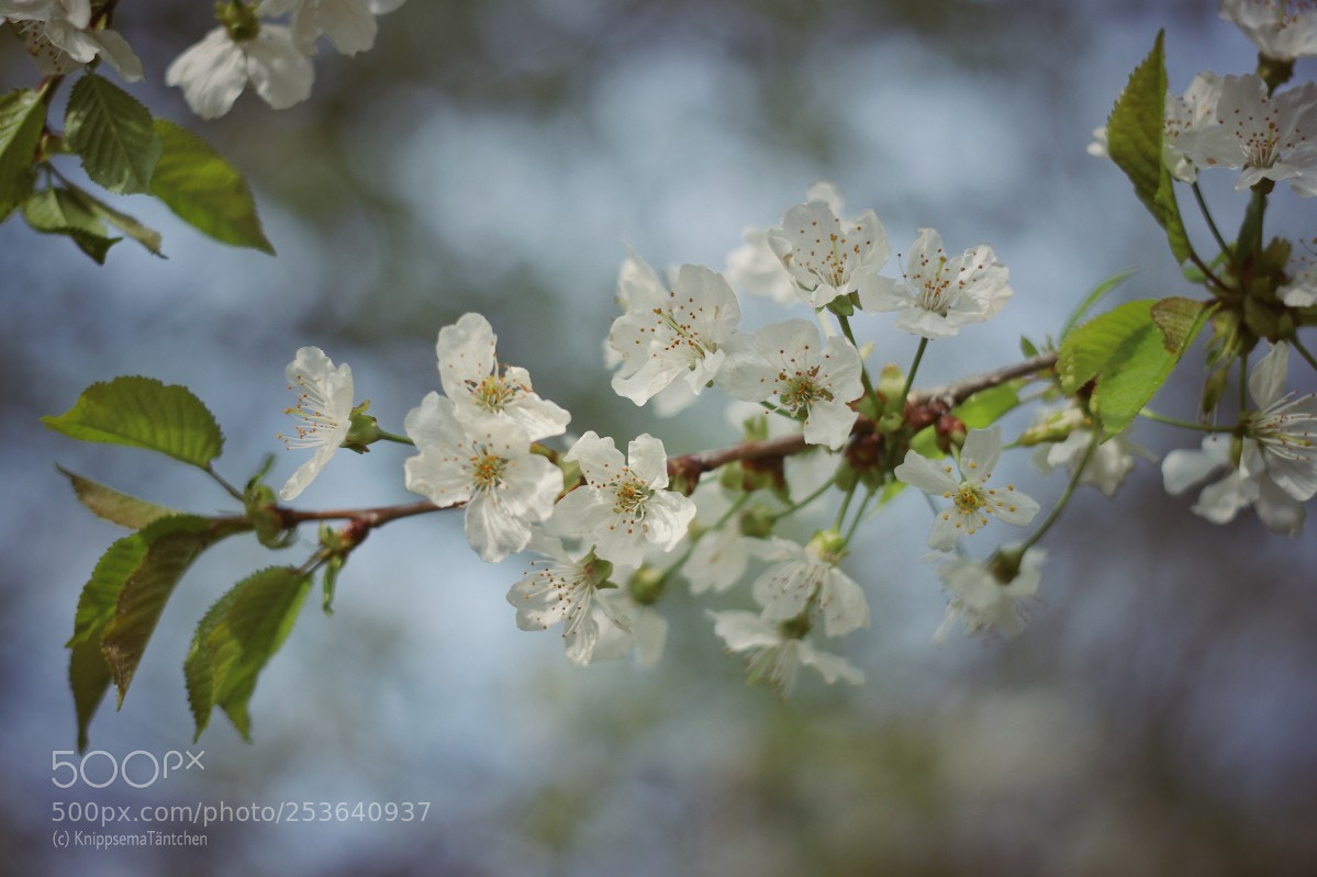 Canon EOS 80D sample photo. ... cherry blossom photography