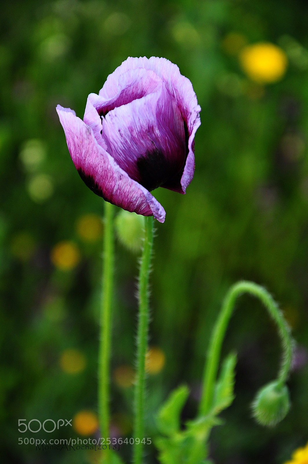 Nikon D90 sample photo. Violet poppy photography