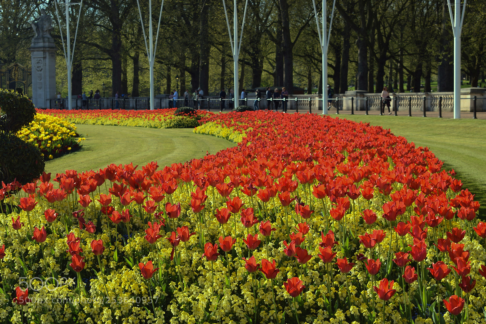 Nikon D3300 sample photo. Row of roses photography